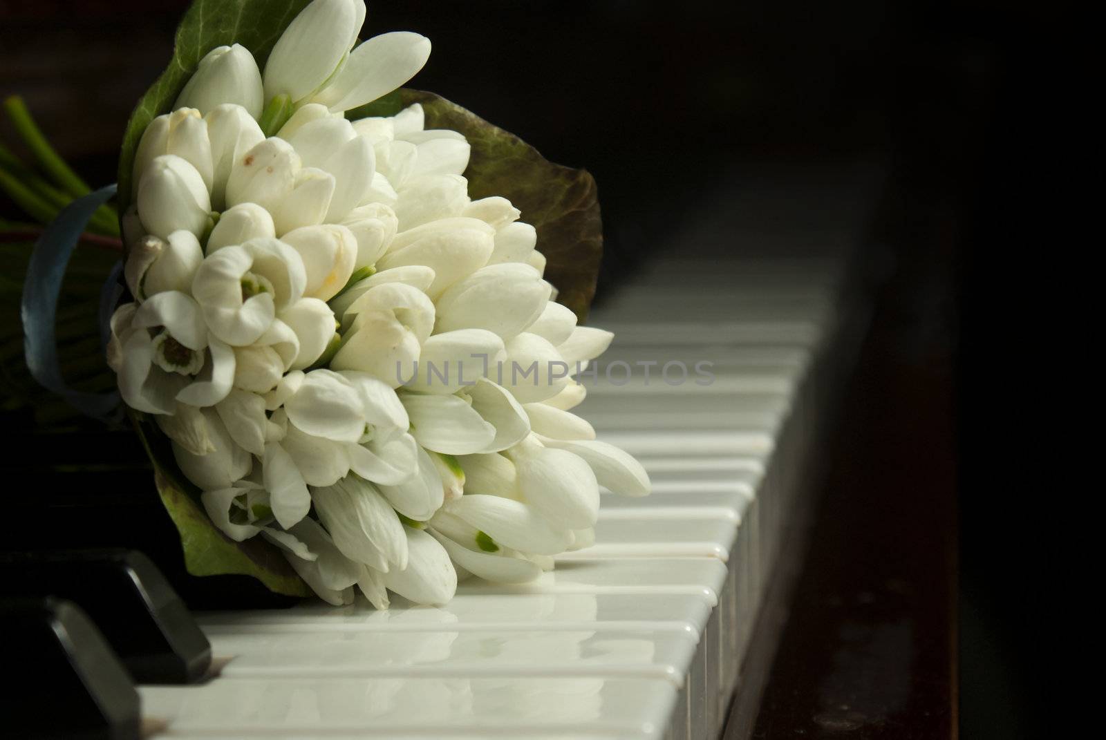 Bouquet of snowdrops laying on the piano keyboard