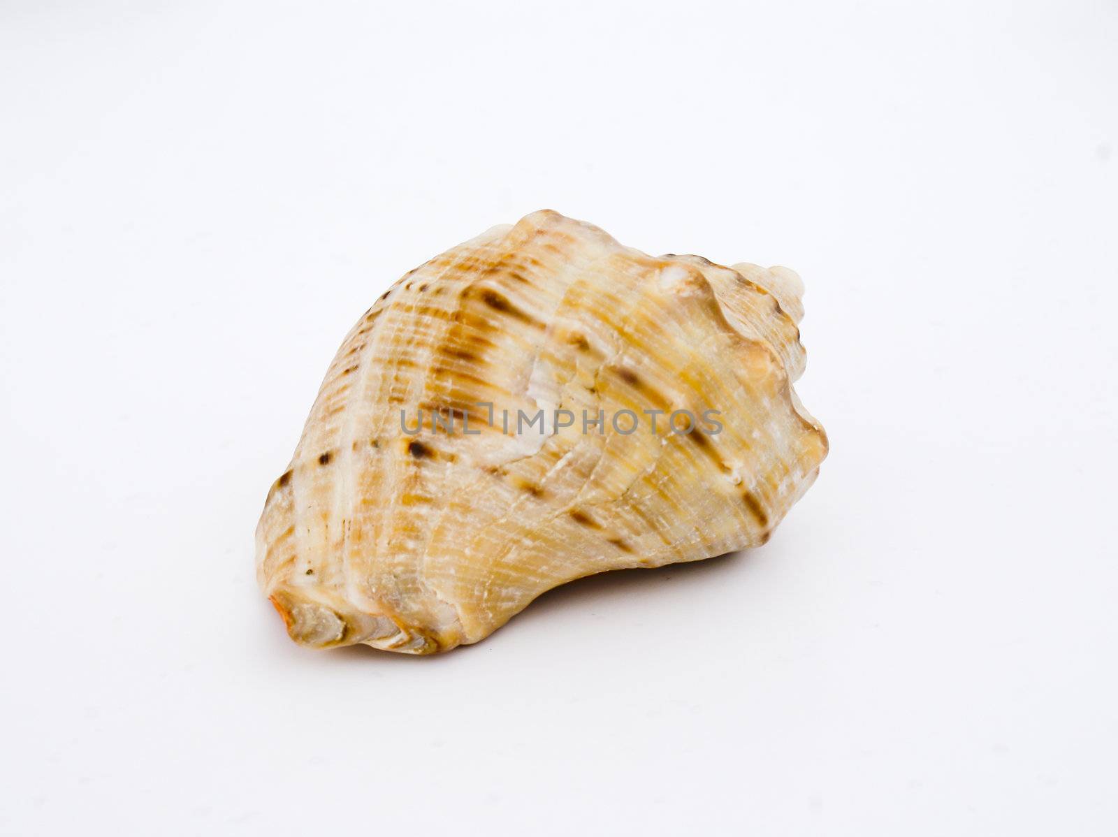 Concha Sea Shell by AndreyKr