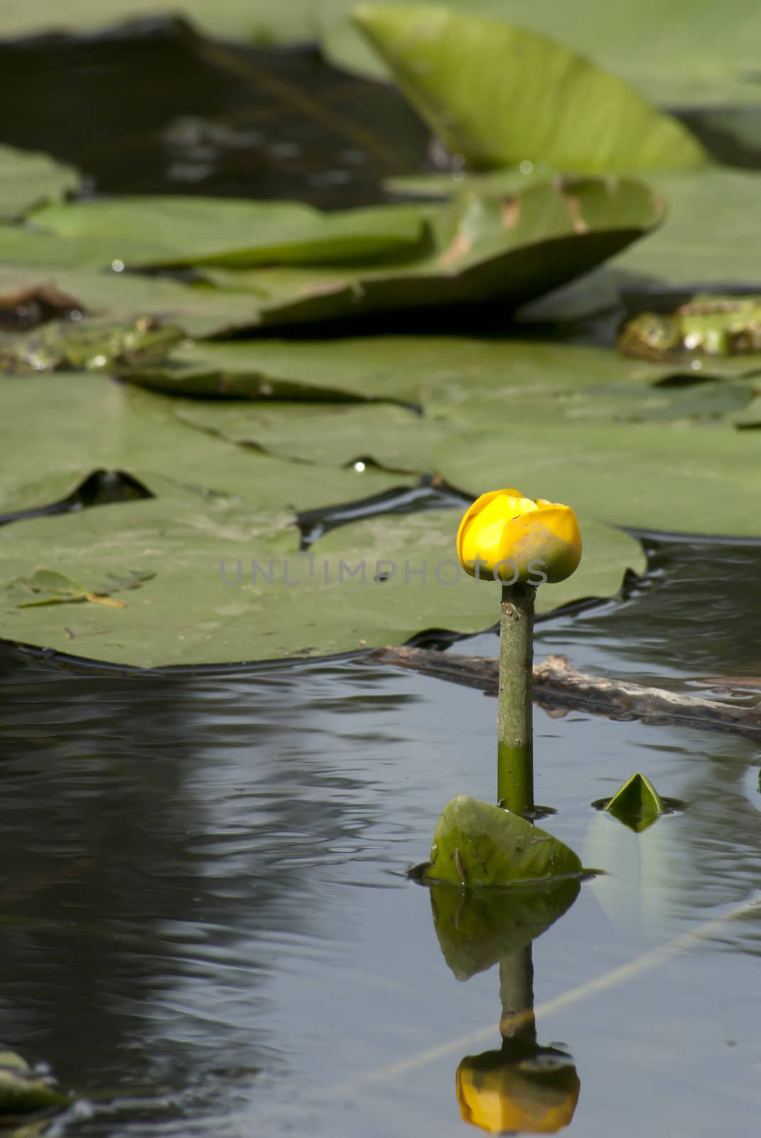 Water lily among the leaves at a pond