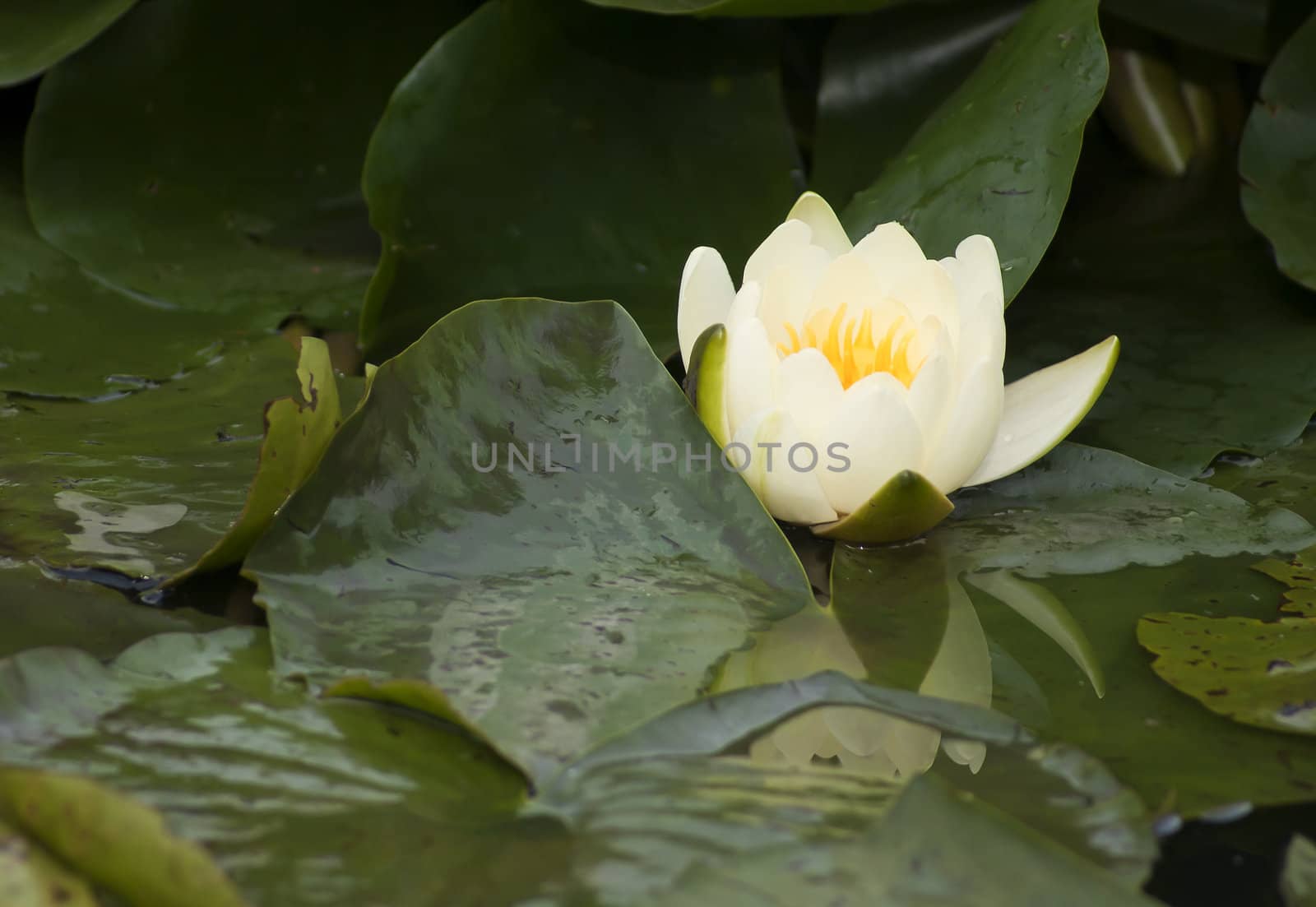 Water lily among the leaves at a pond