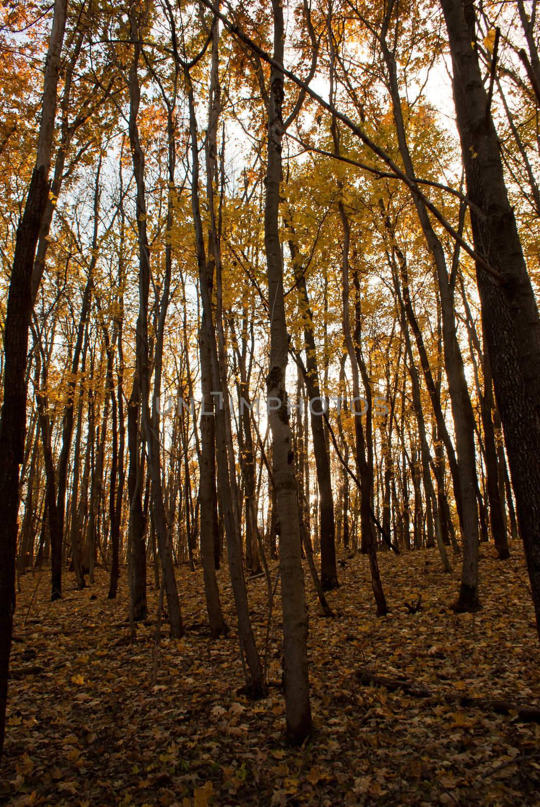 Woods at fall