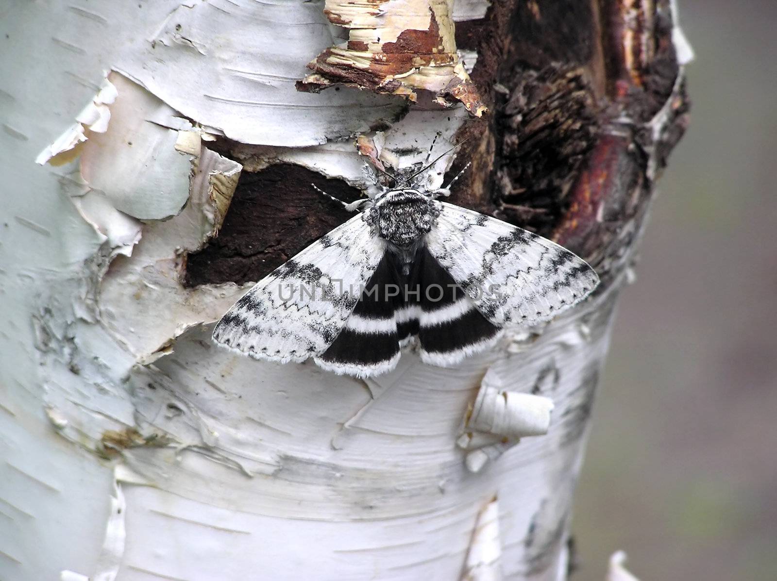 White underwing morth on paper birch by Mirage3