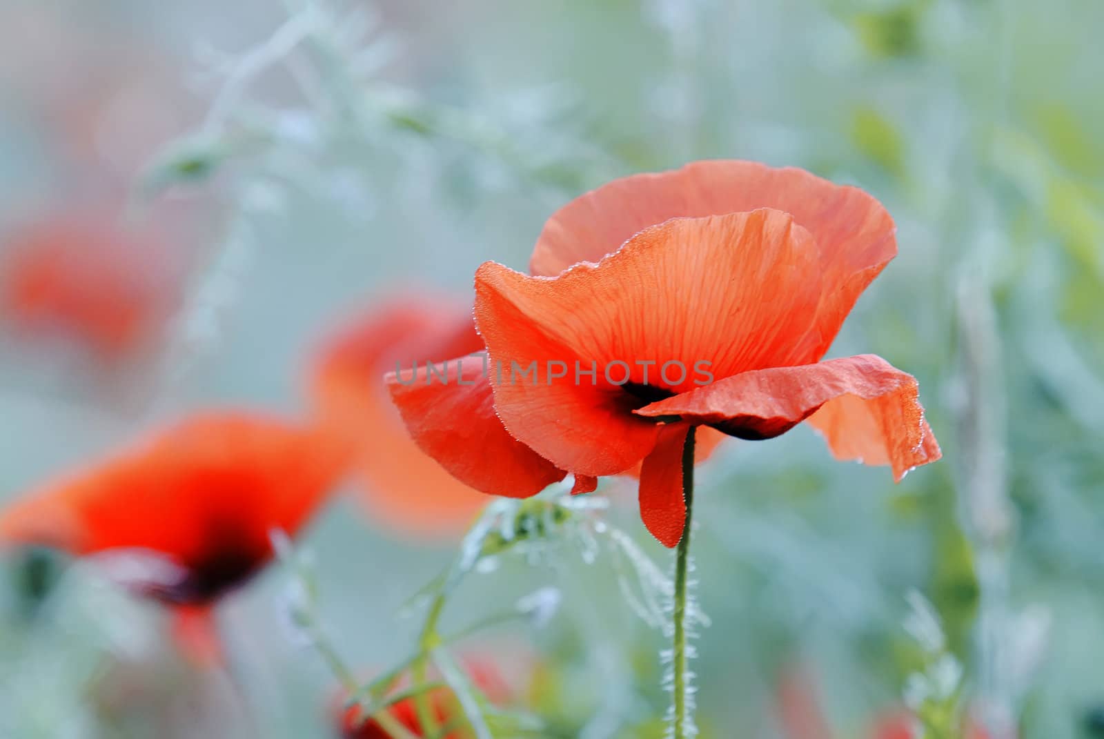 poppies in a meadow