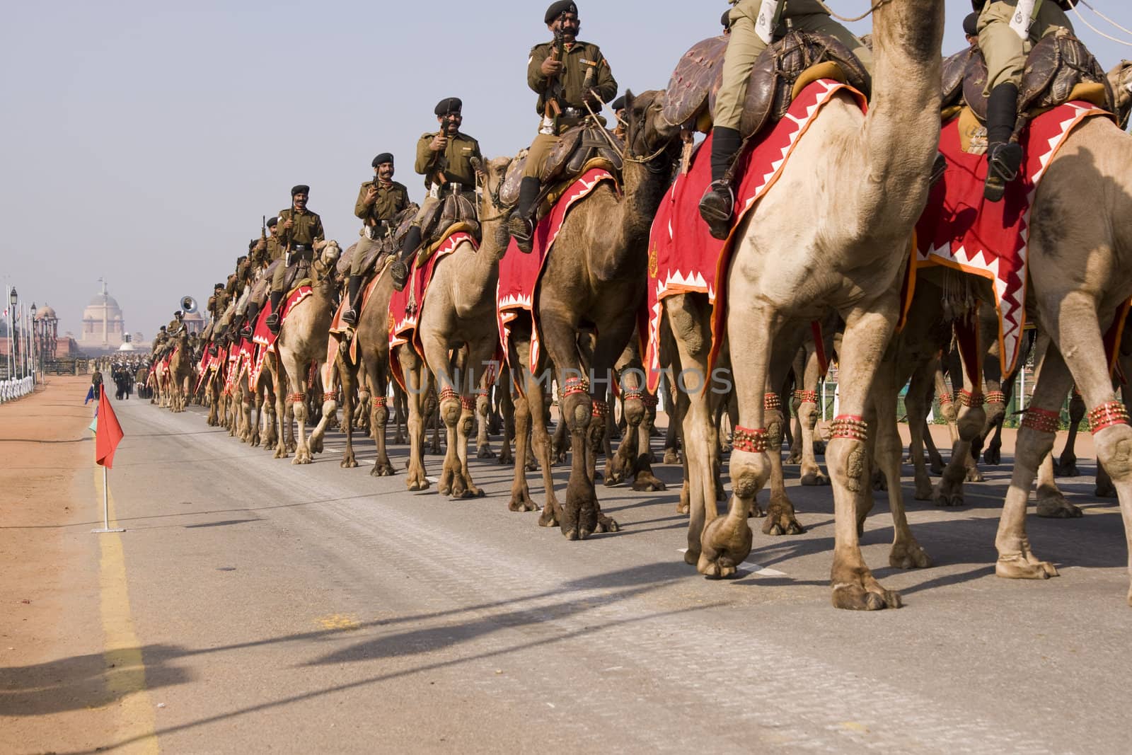 Mounted band of the Indian Army Camel Corps parading down the Raj Path in preparation for the Republic Day Parade, New Delhi, India