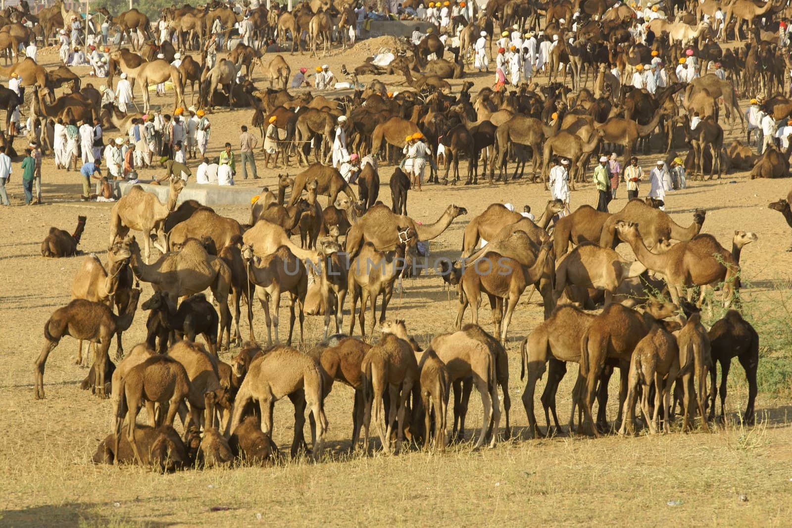 Camels as far as the eye can see at the annual livestock fair in Pushkar, Rajasthan, India.