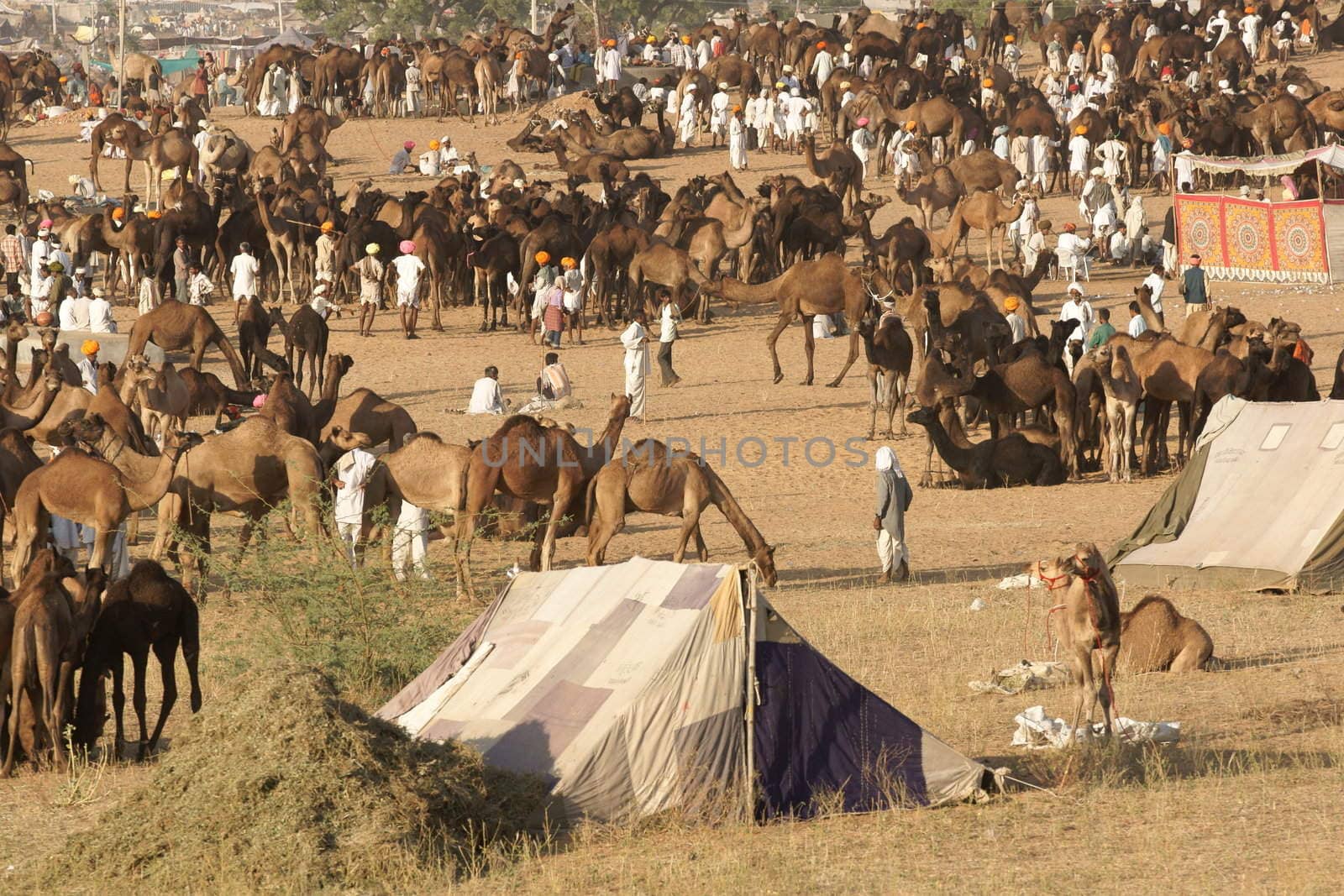 Camels as far as the eye can see at the annual livestock fair in Pushkar, Rajasthan, India
