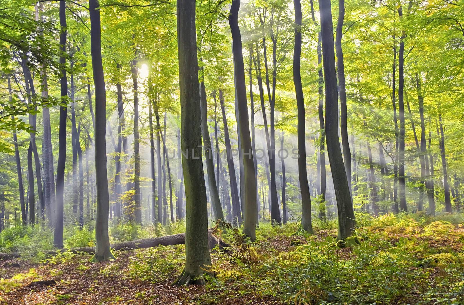 sunbeams in the forest