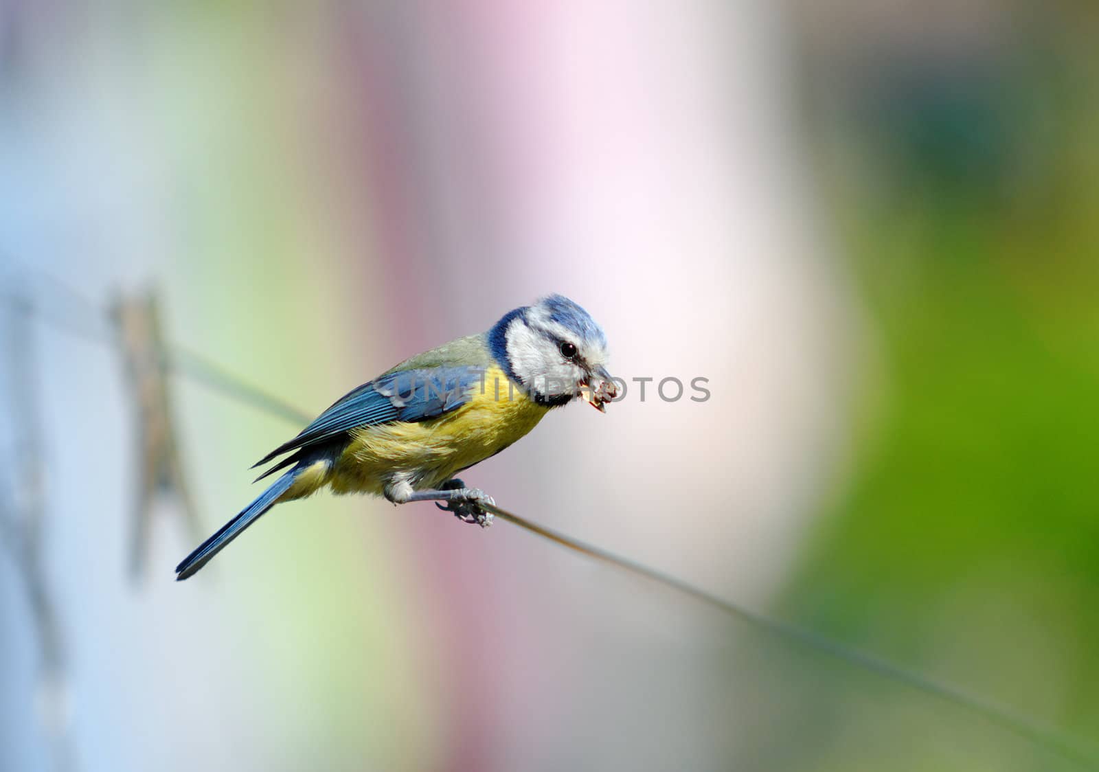 A bird with food in its beak.