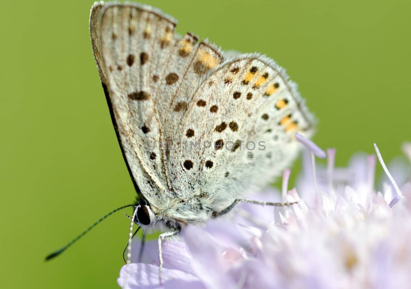 a butterfly on a flower