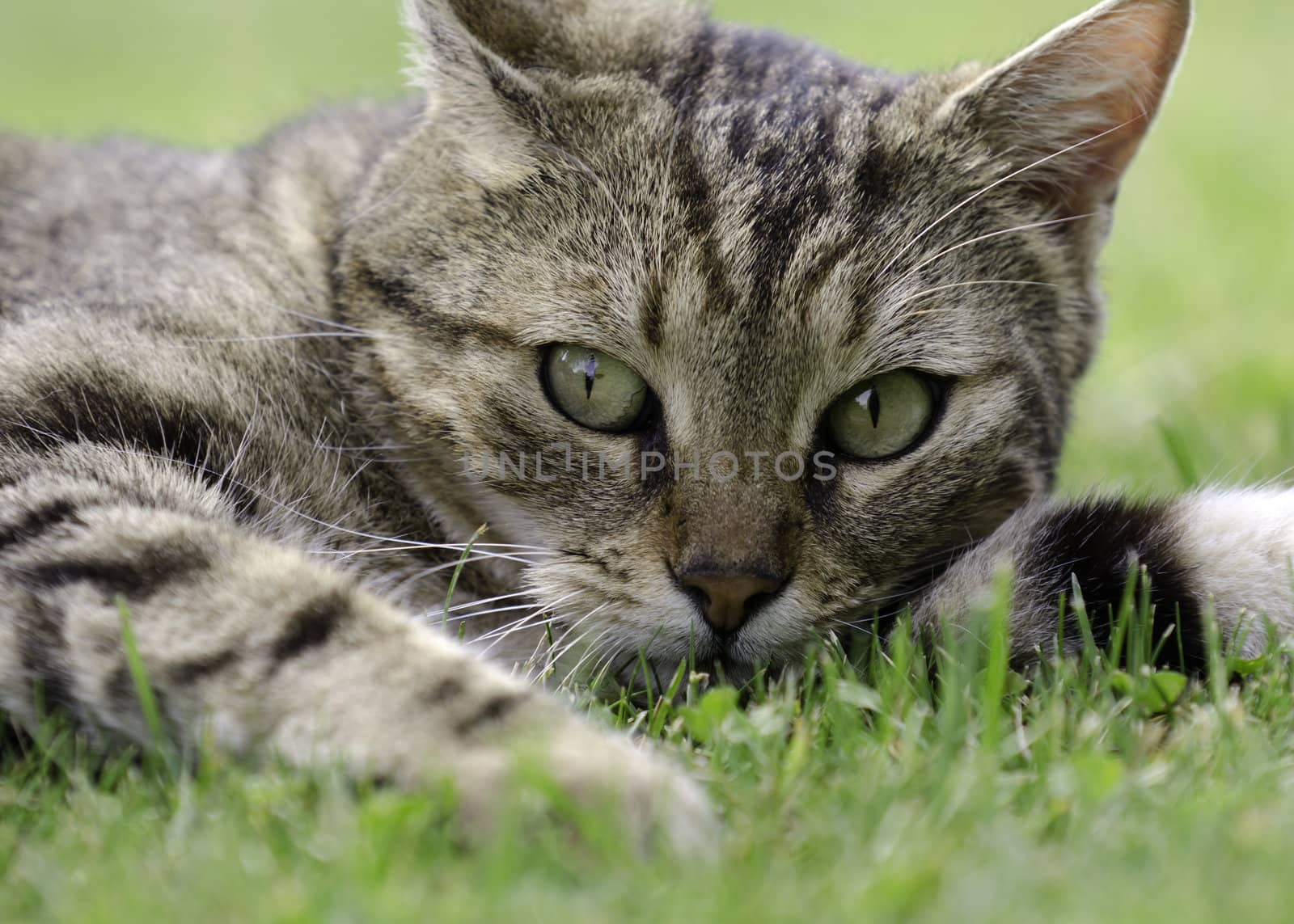 tabby cat by gufoto