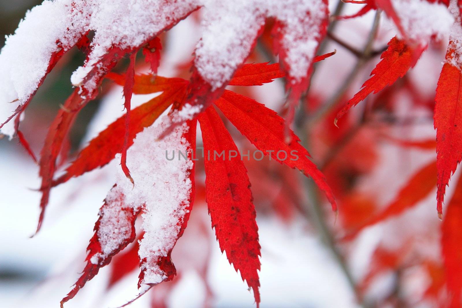 Close-up of a red tree with snow on it