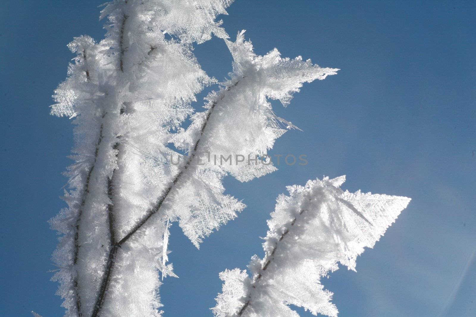 Ice on plant