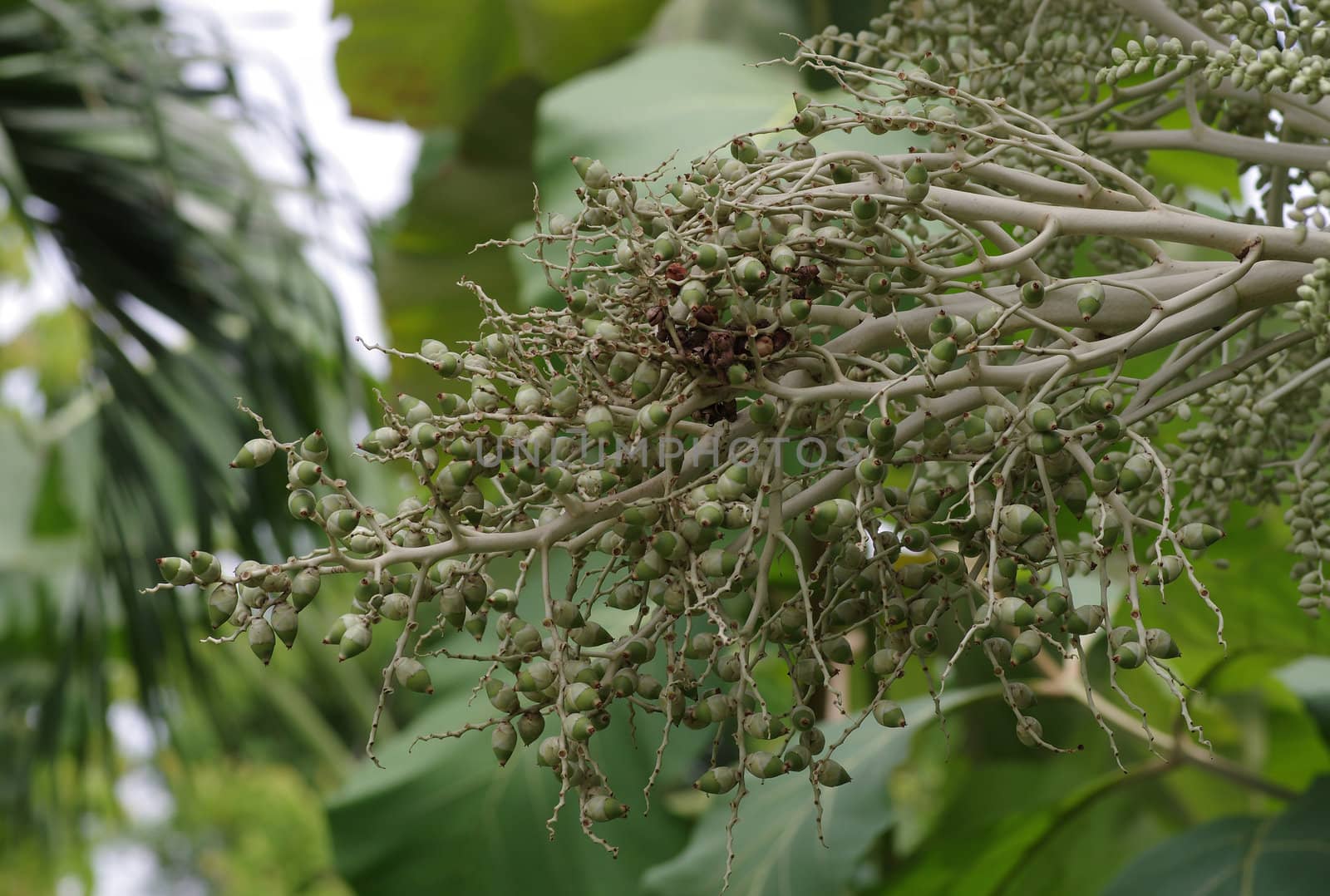 green plam seed on tree