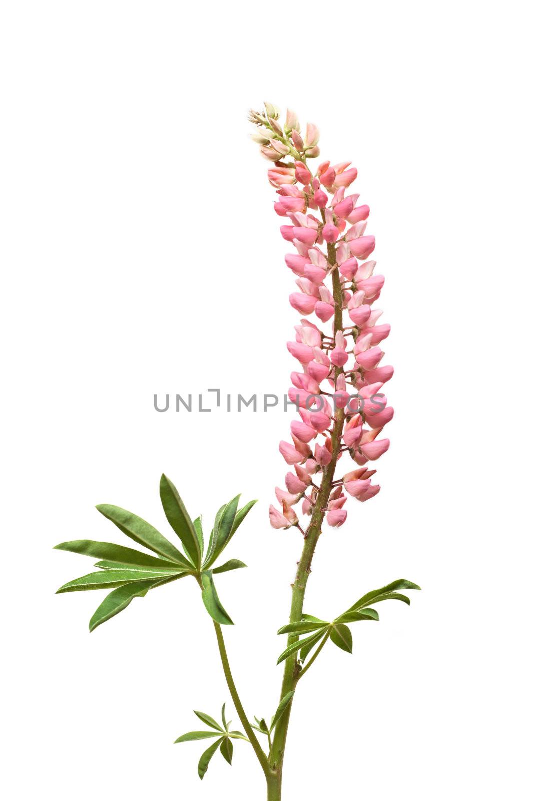 Closeup of pink lupine with long stem on white background
