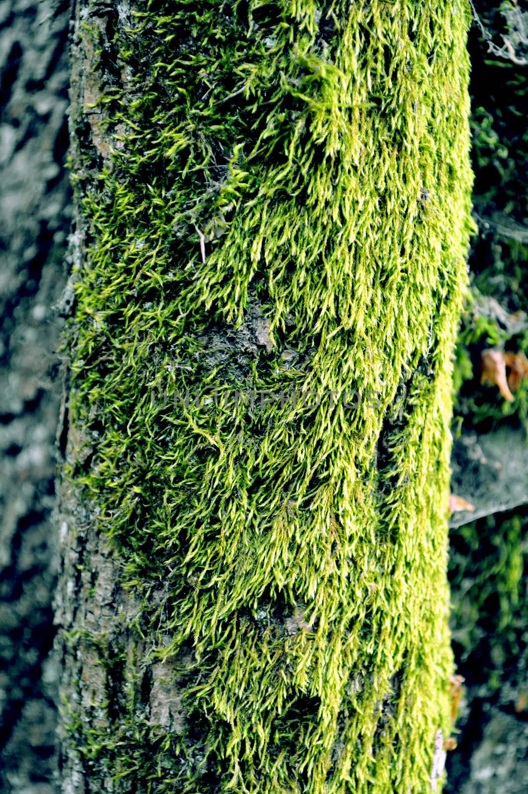 green algae texture on a tree body