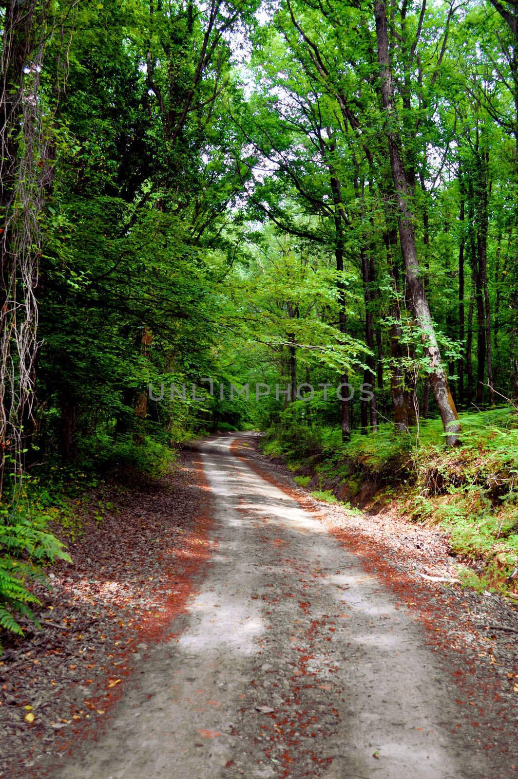 View of a country road covered with green trees and fallen leaves