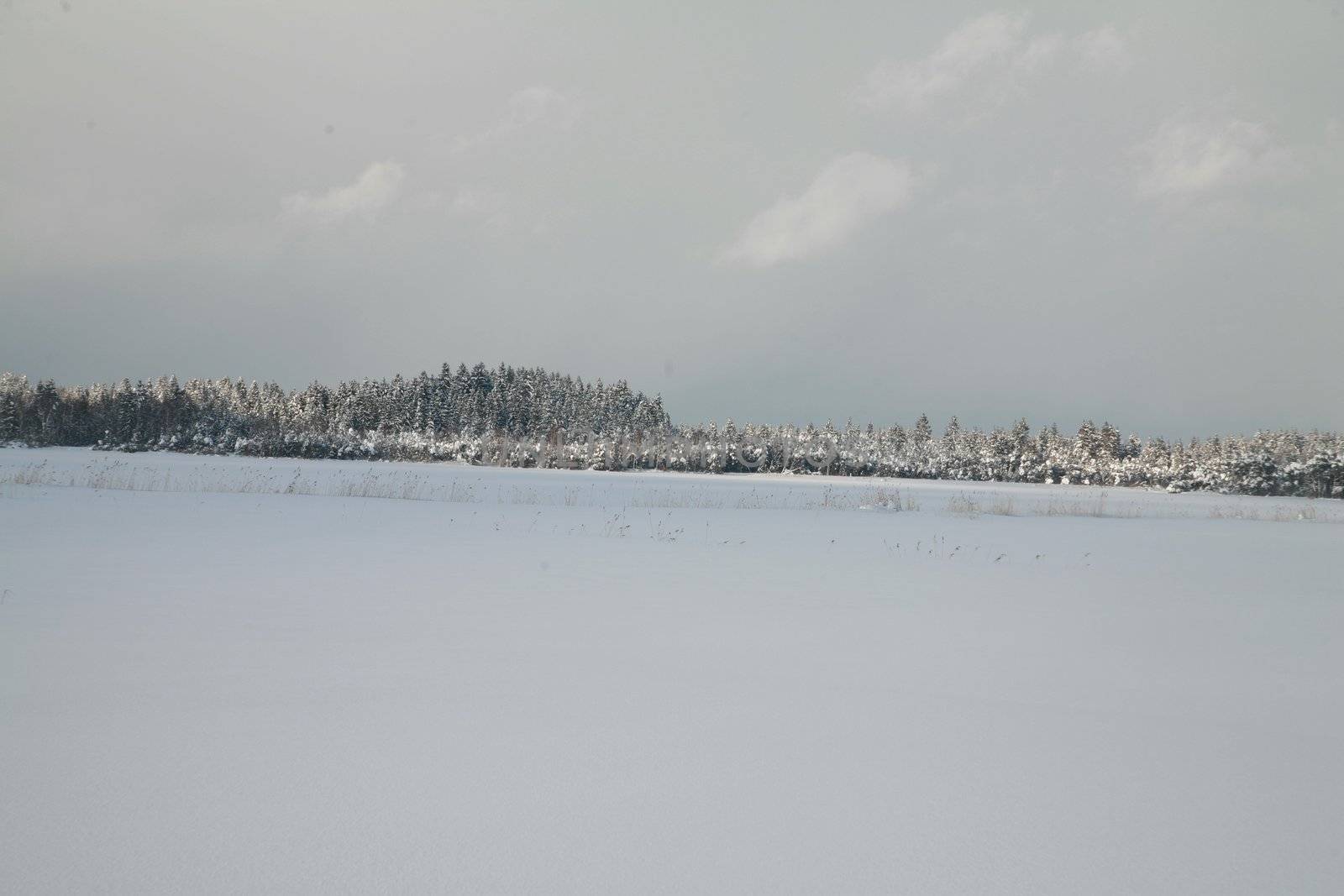 beautiful winter landscape