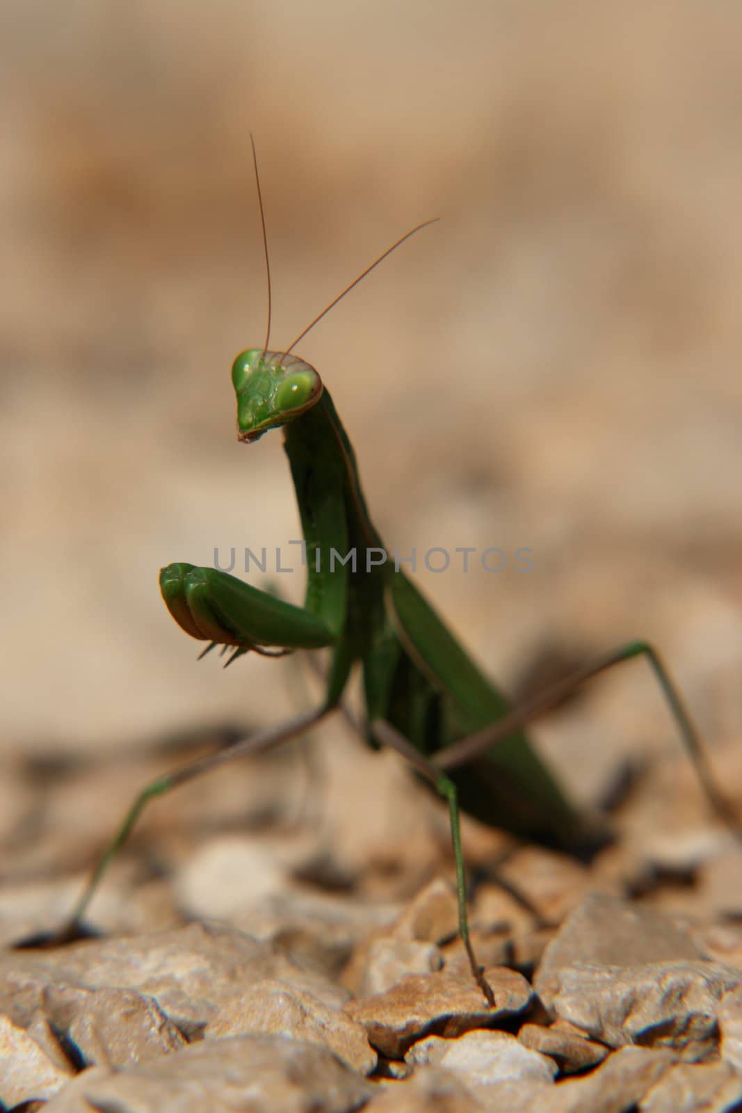 close-up of a praying mantis.