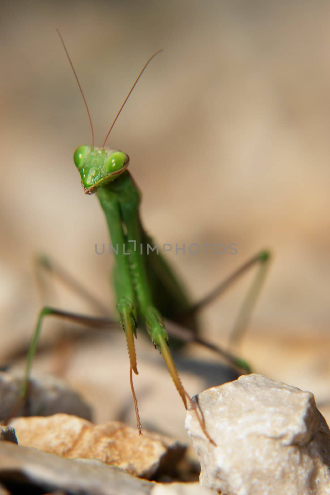 Praying Mantis by yucas