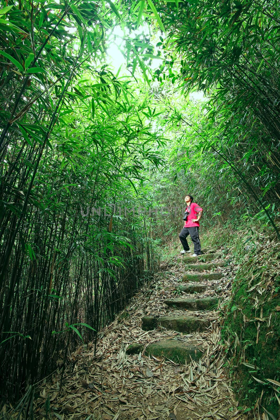 photographer taking photo in bamboo path 