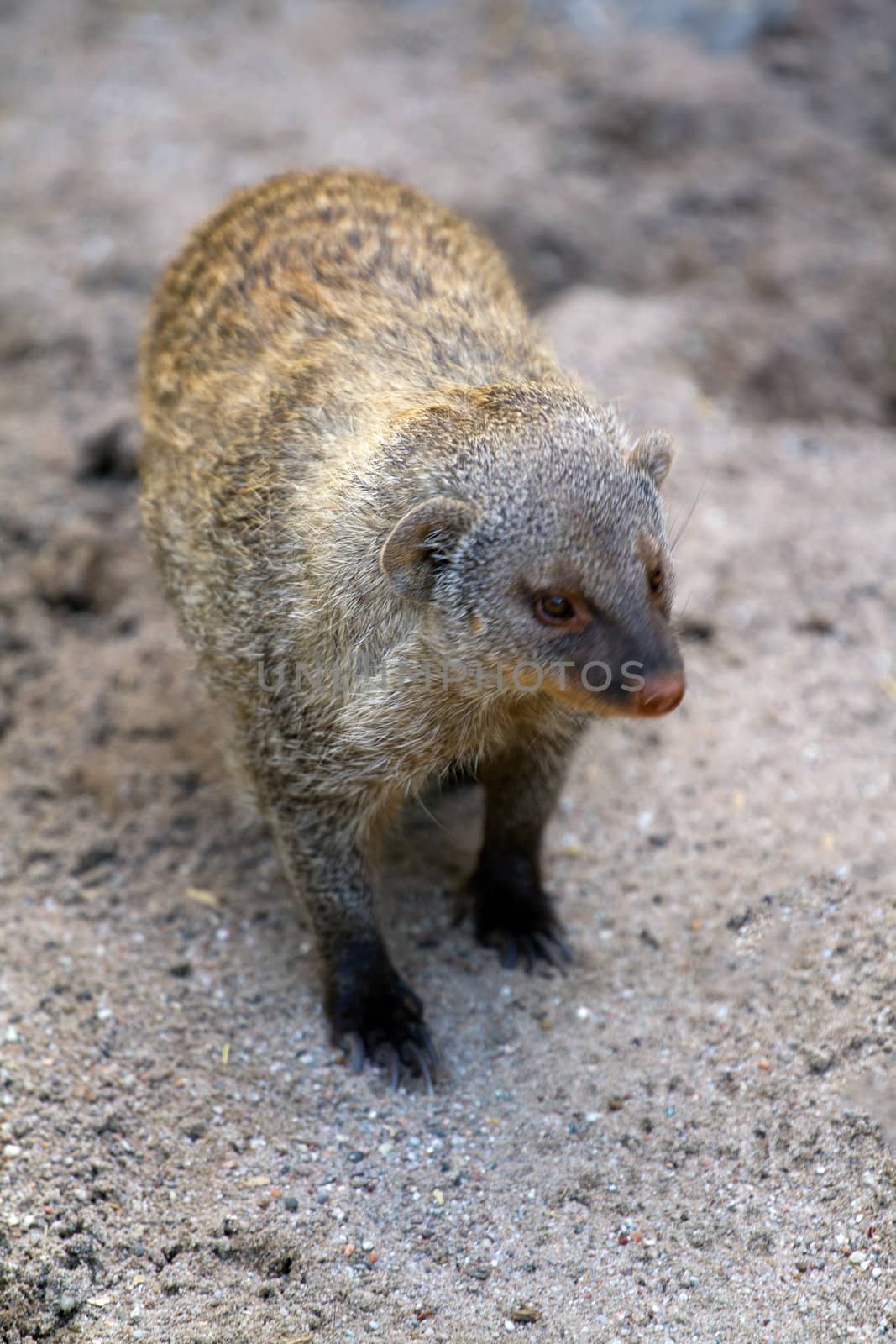 A Banded Mongoose exploring in the early morning