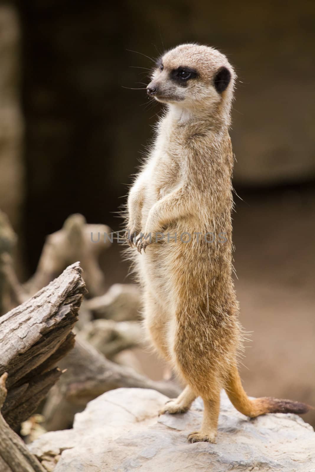 A Meerkat acting as a lookout for those forraging around it