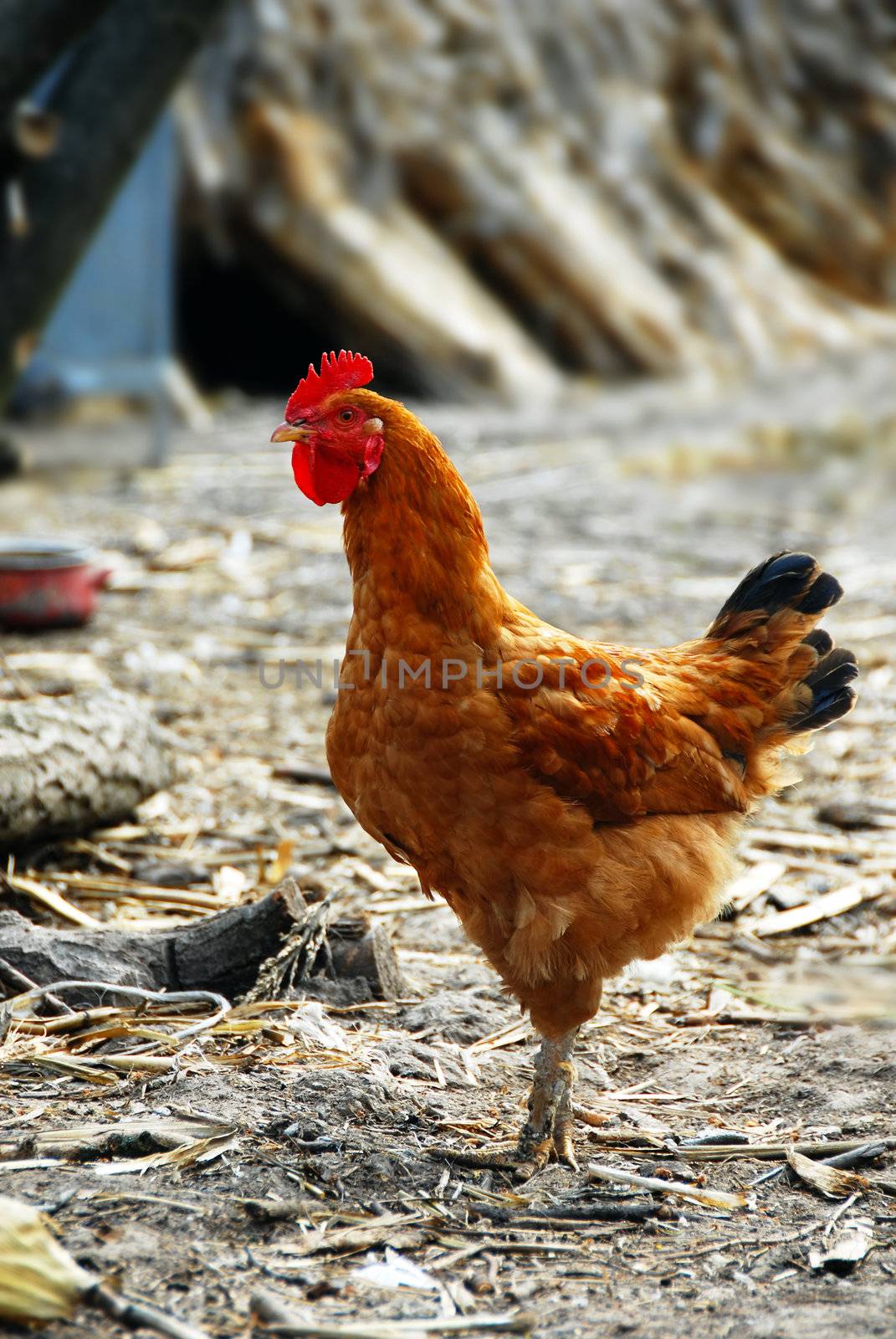 one adult brown hen outdoors over natural background