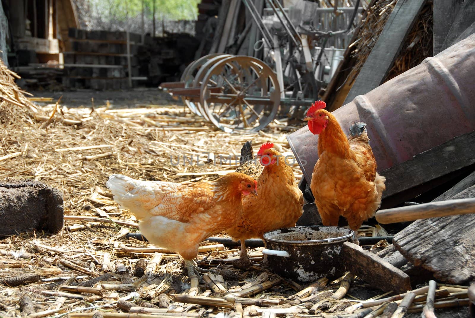 golden brown hens and cockerel in rustic farm yard outdoors