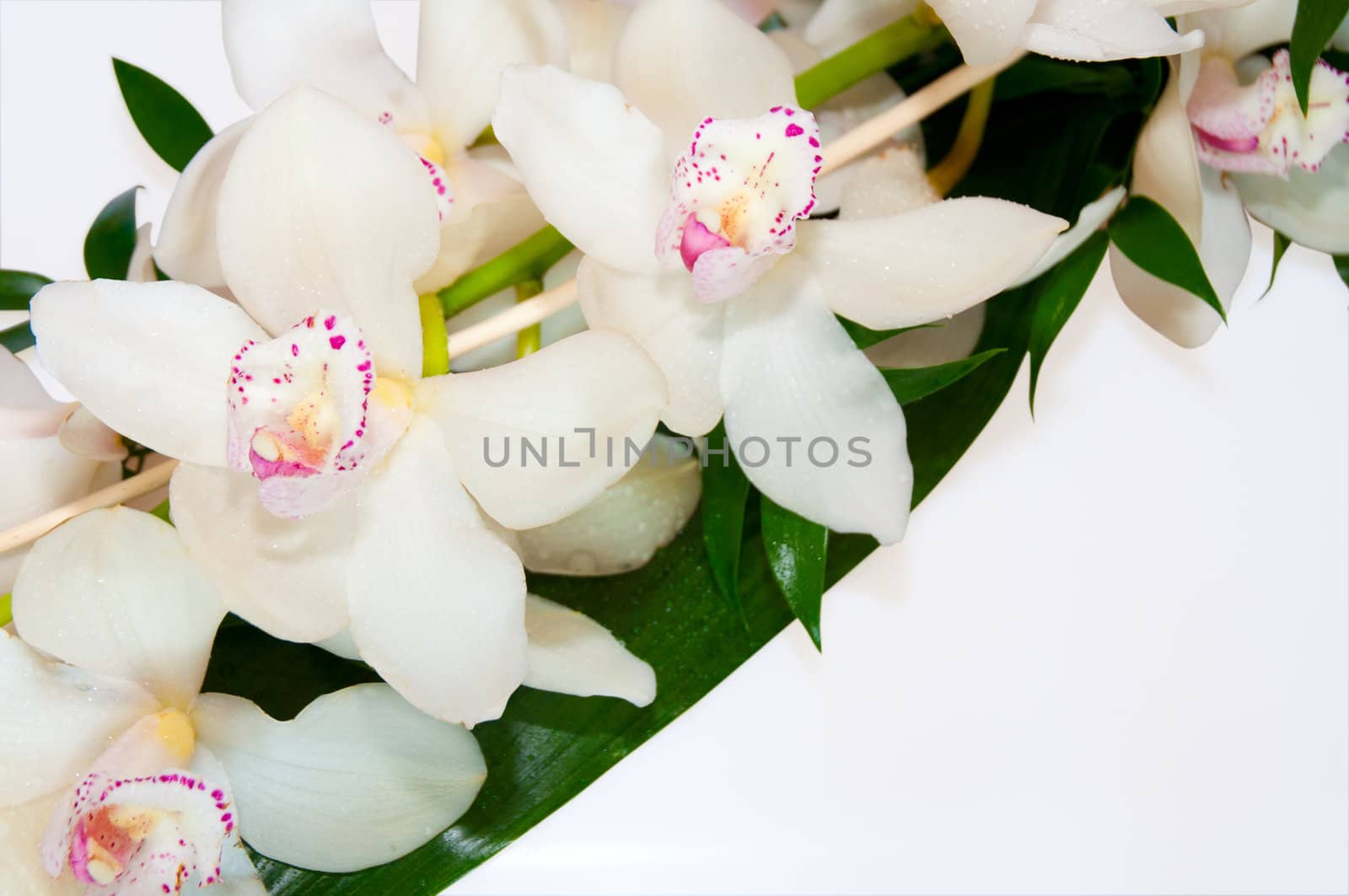 Detail Orchid Blooms On White Background