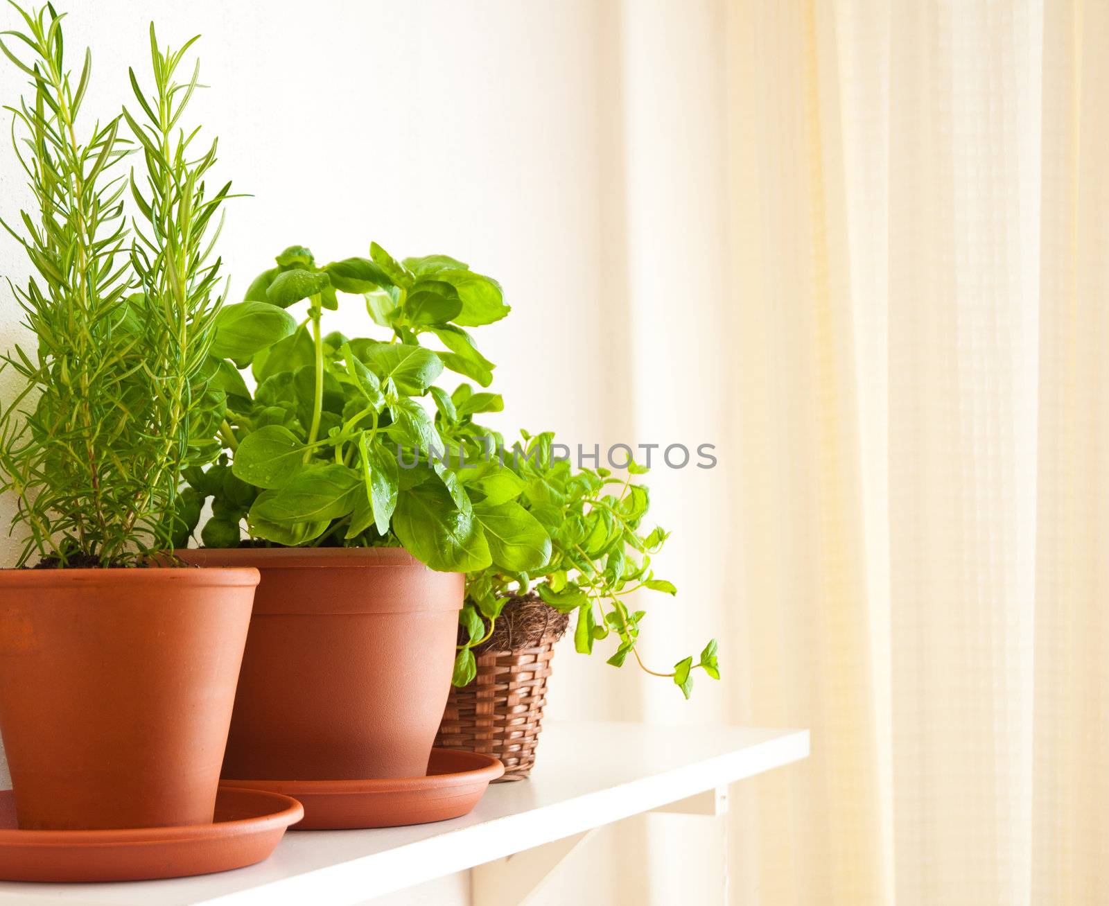 Three pots of herbs: Rosemary, Basil and Mint