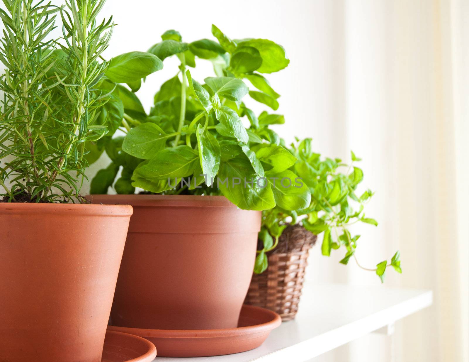 Three pots of herbs: Rosemary, Basil and Mint