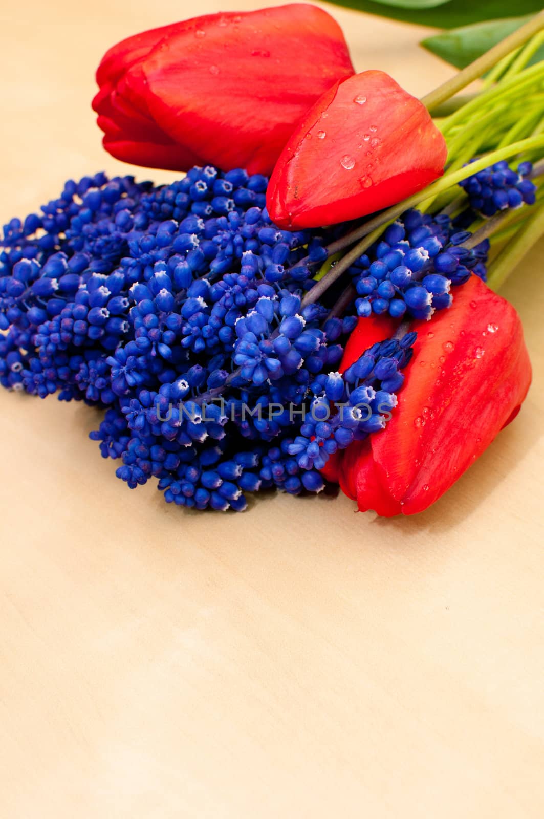 Grape hyacinth flowers and Tulips on wooden table