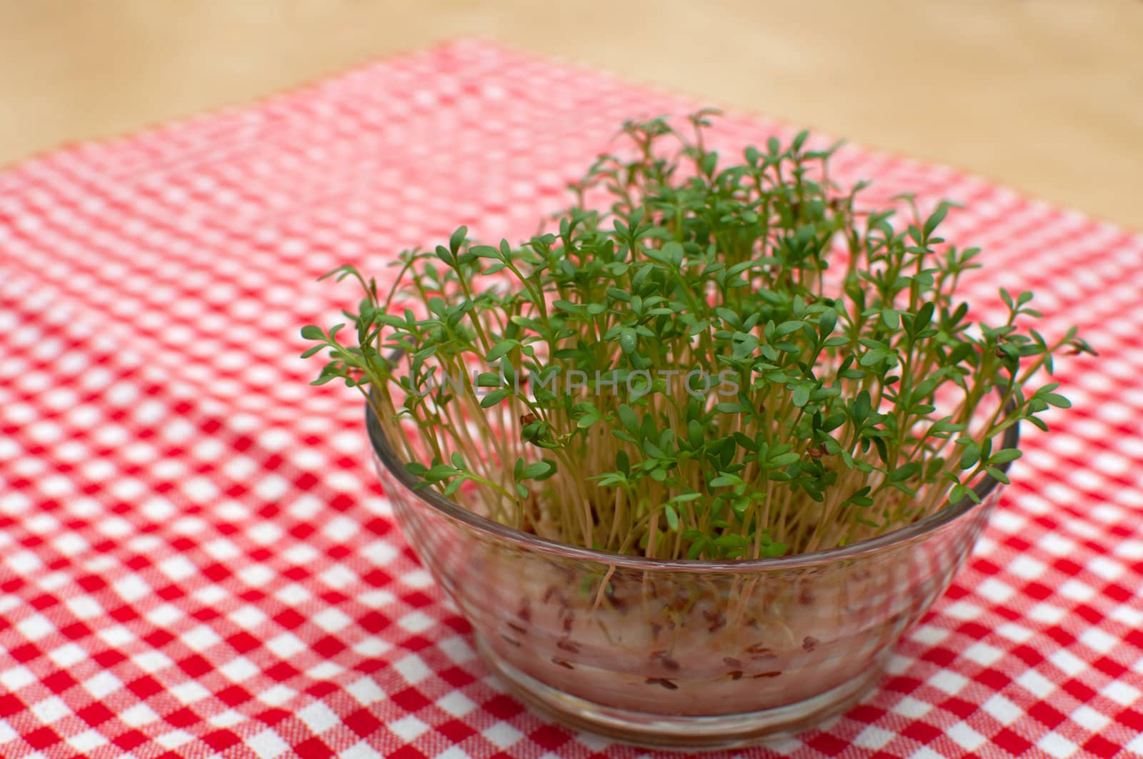 Cress in Glass Bow on Table With Red Gingham Tablecloth