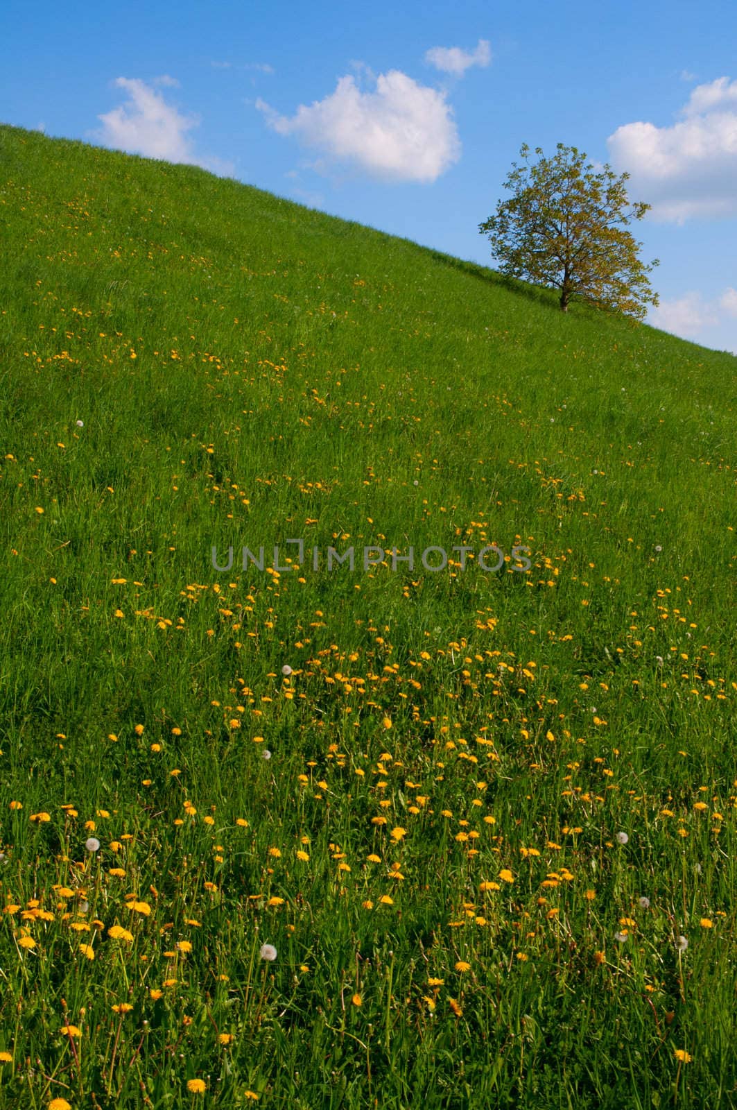Meadow full of dandelions with single tree