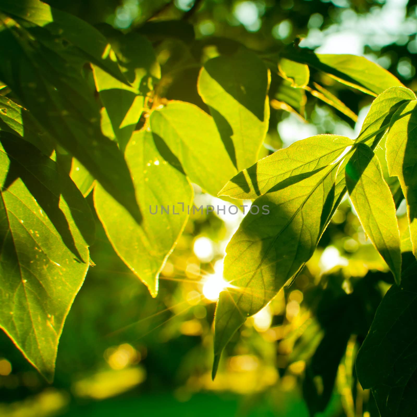 Detail of Sun Shinining Through Foliage on Tree