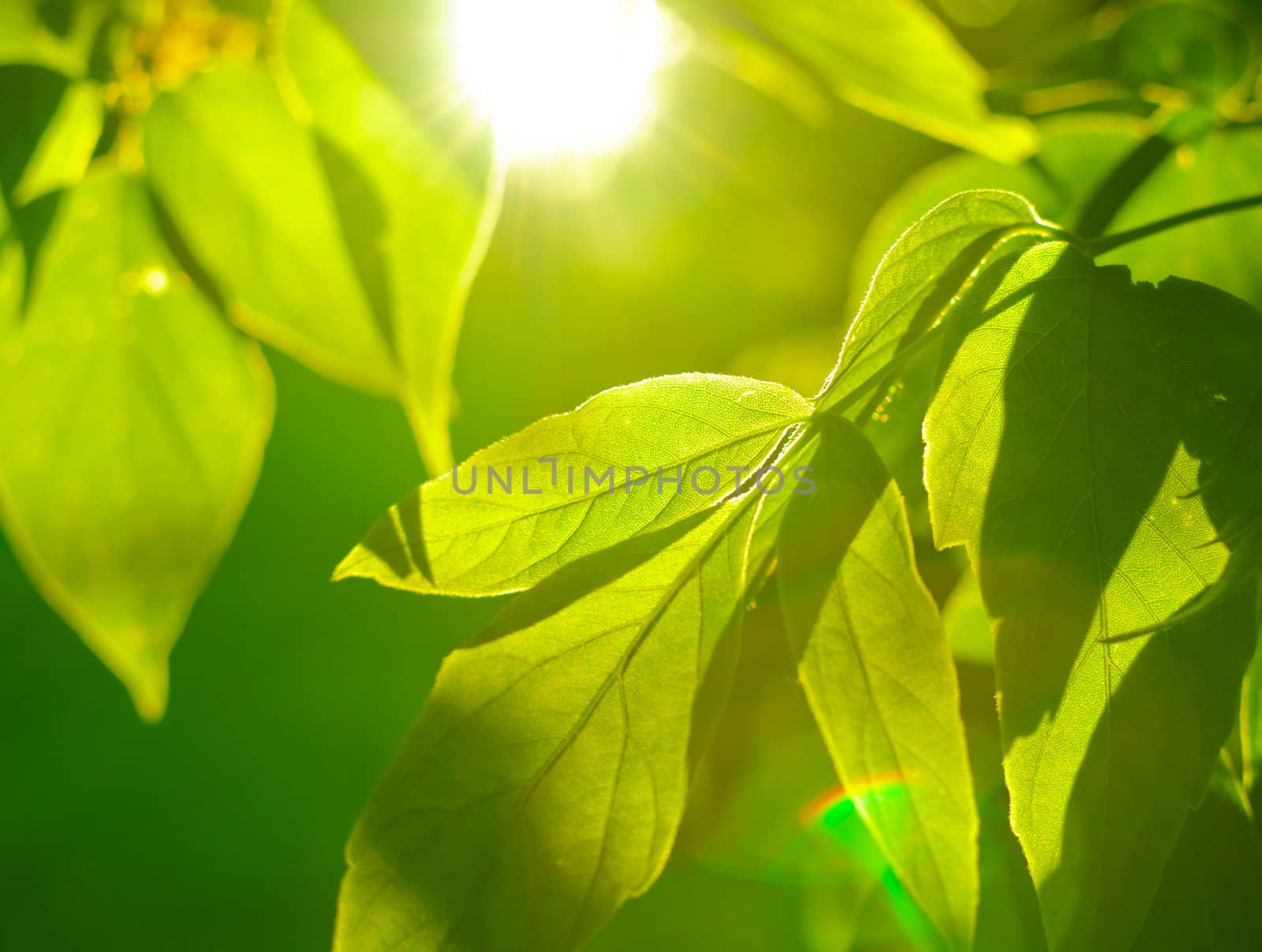 Detail of Sun Shinining Through Foliage on Tree