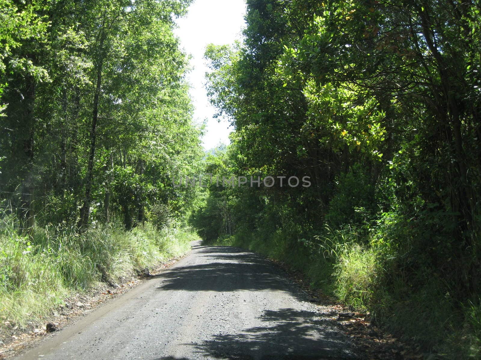 Beautiful forest road near Pucòn in Chile