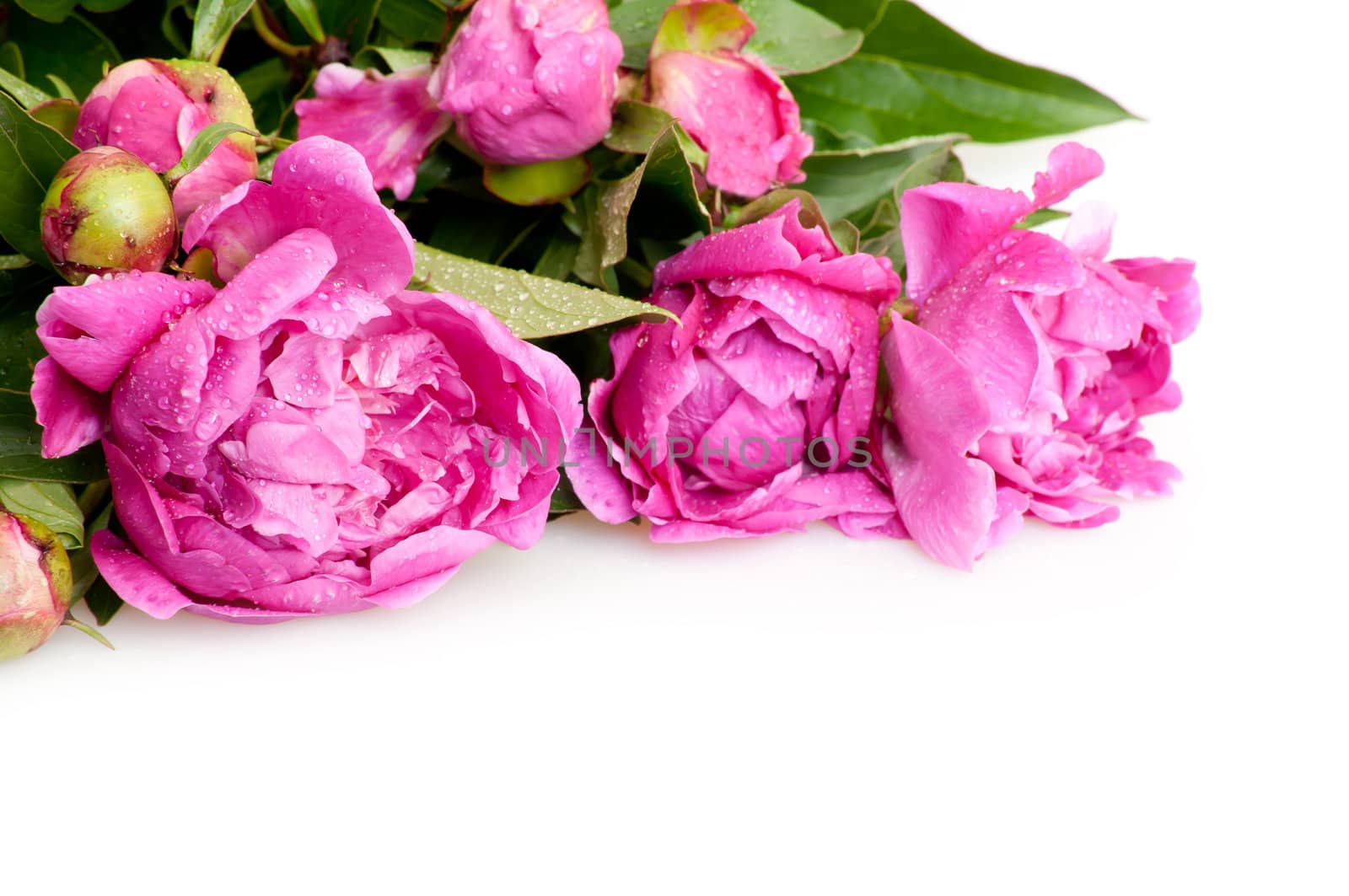 Bunch of Peonies (Paeonia suffruticosa) on White Background