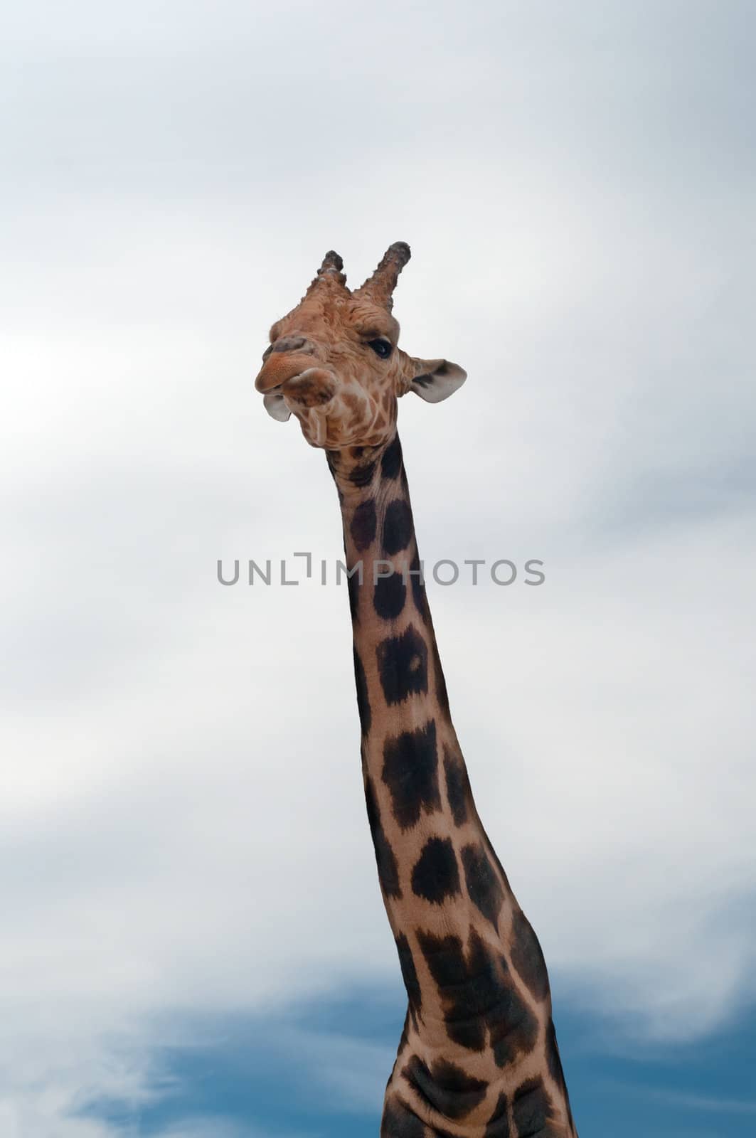 Shot of giraffe with long neck and blue sky