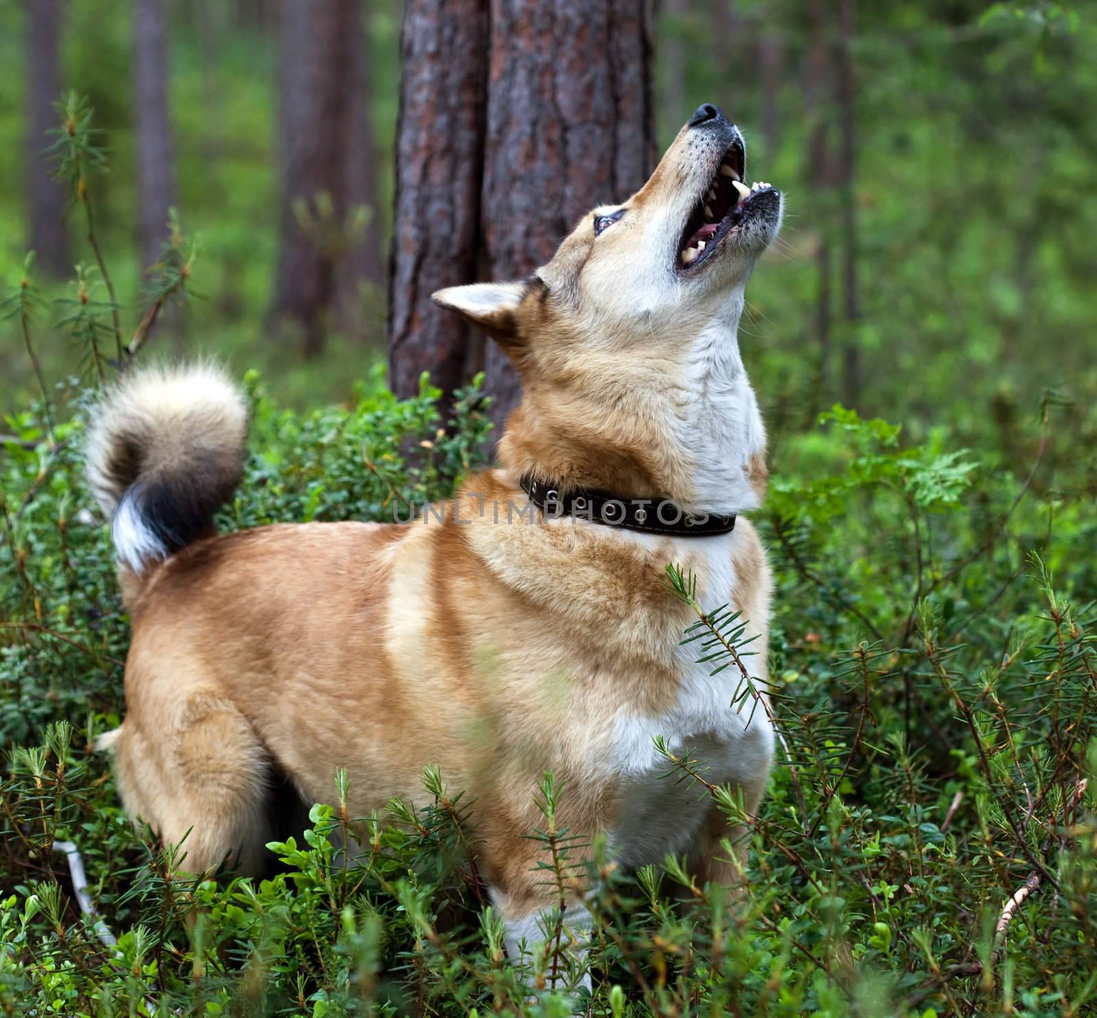 Laika the dog has found a protein. Episode of the hunt.