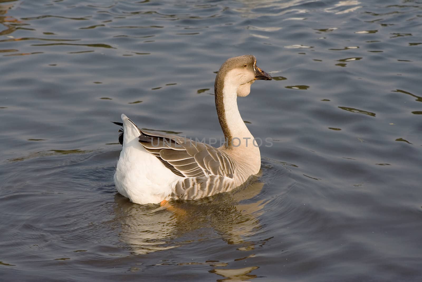 grey goose, swimming in a pond in a park