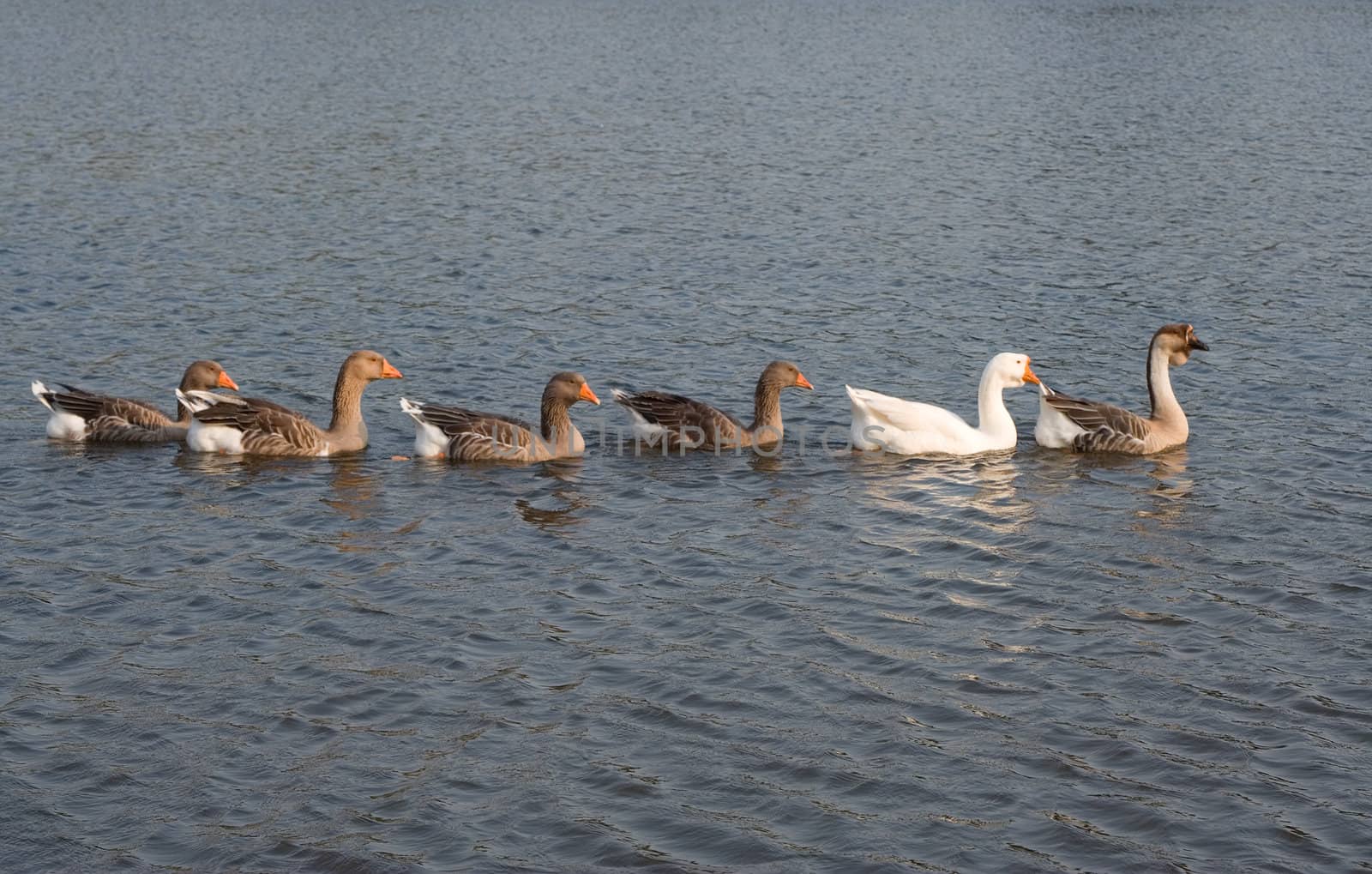 group of geese, swimming in a row in a pond in a park