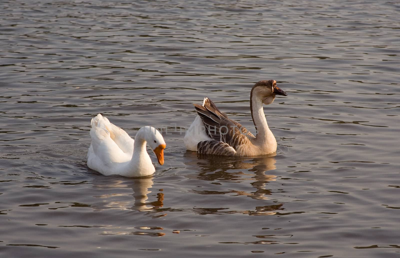 white and grey geese, swimming in a pond in a park