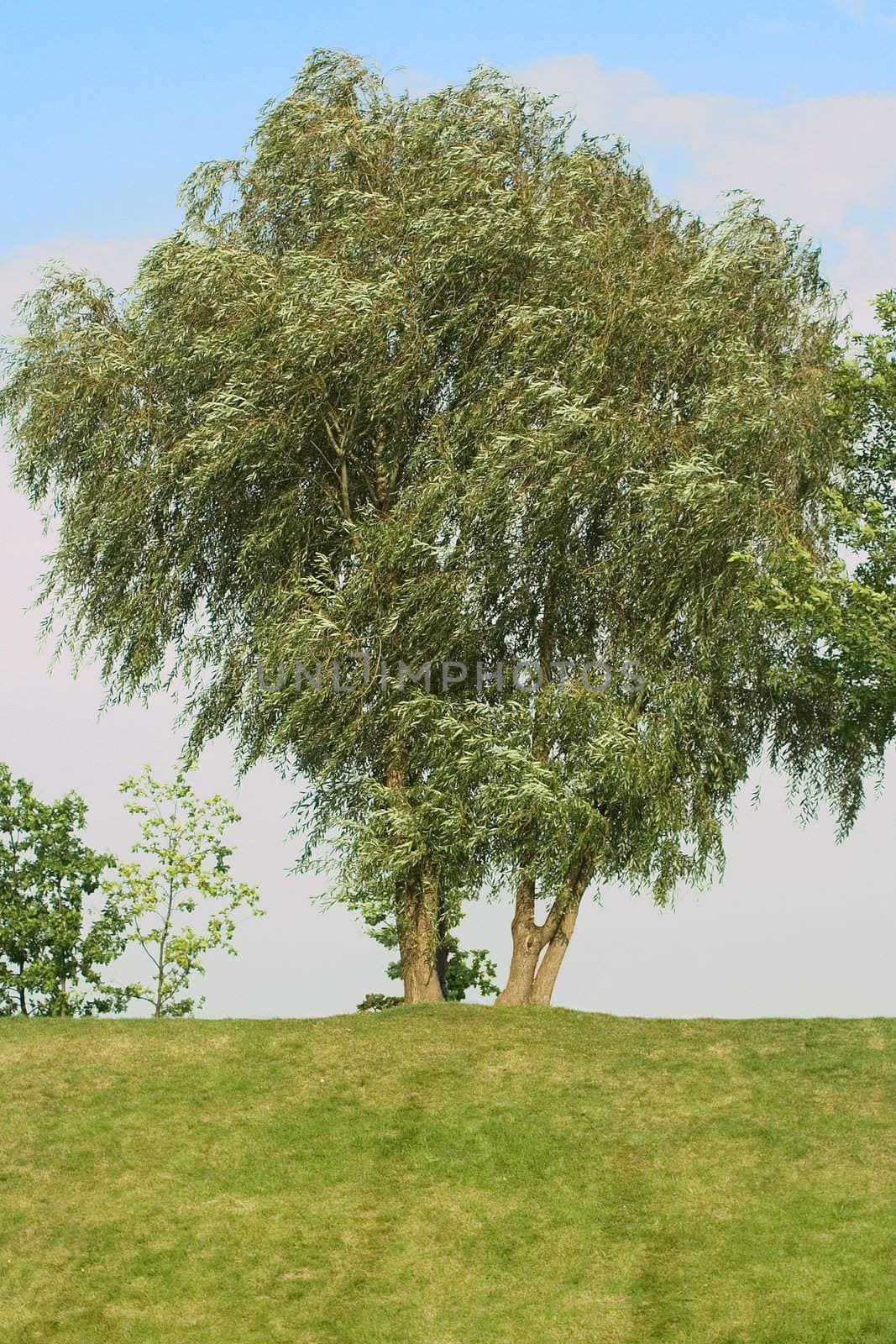 single tree on a skyline on cloudy-sky background. began autumns.