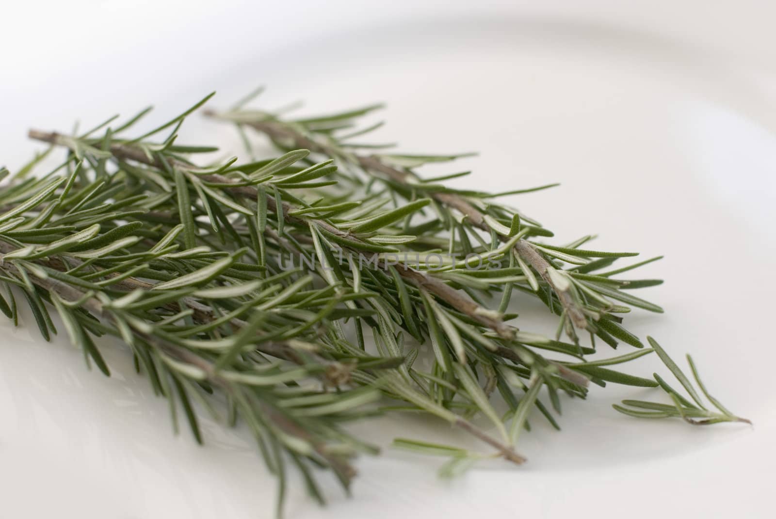 Rosemary (Rosmarinus officinalis), a perennial herb with fragrant evergreen leaves. It is native to the Mediterranean region.