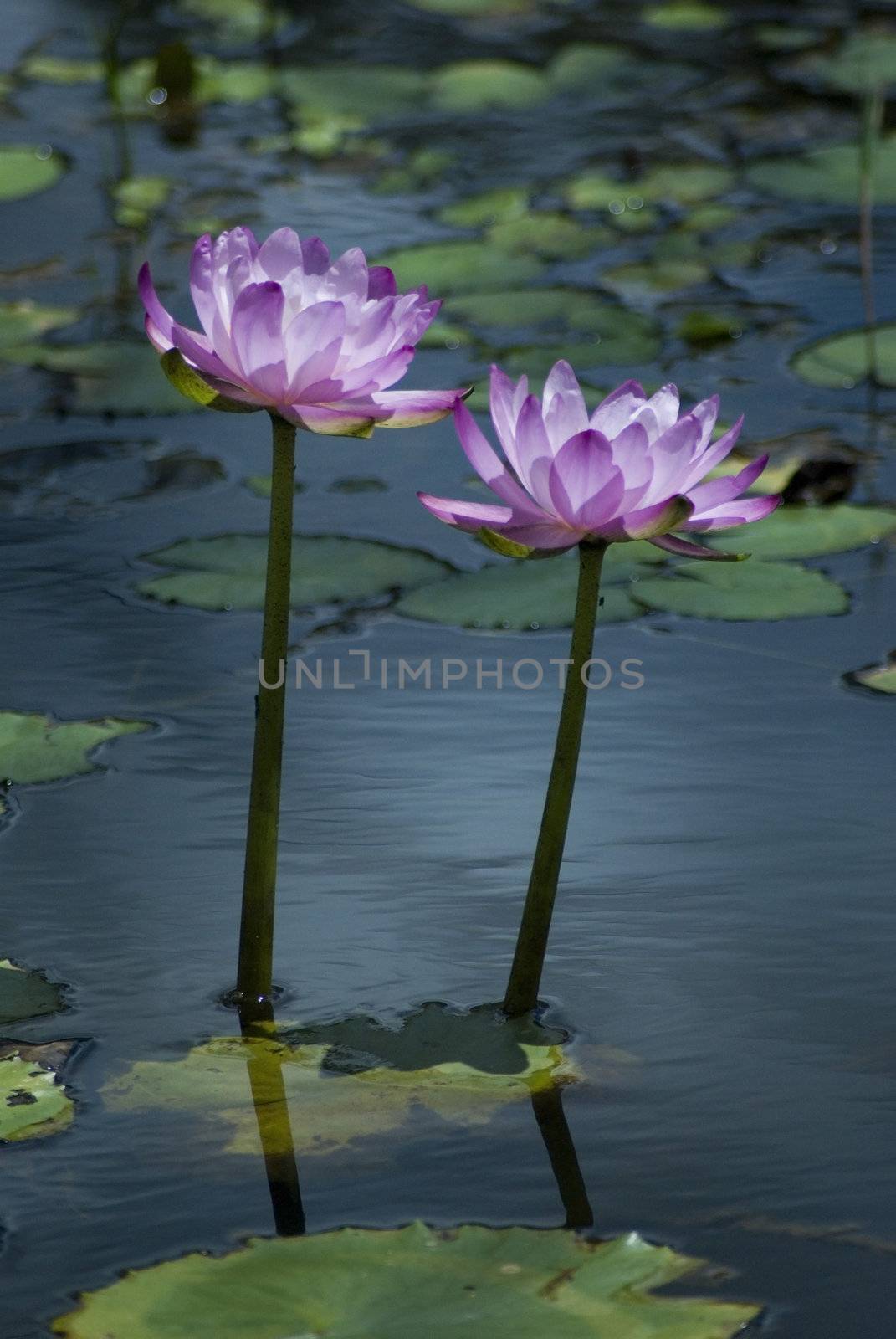 pink water lilies by stockarch