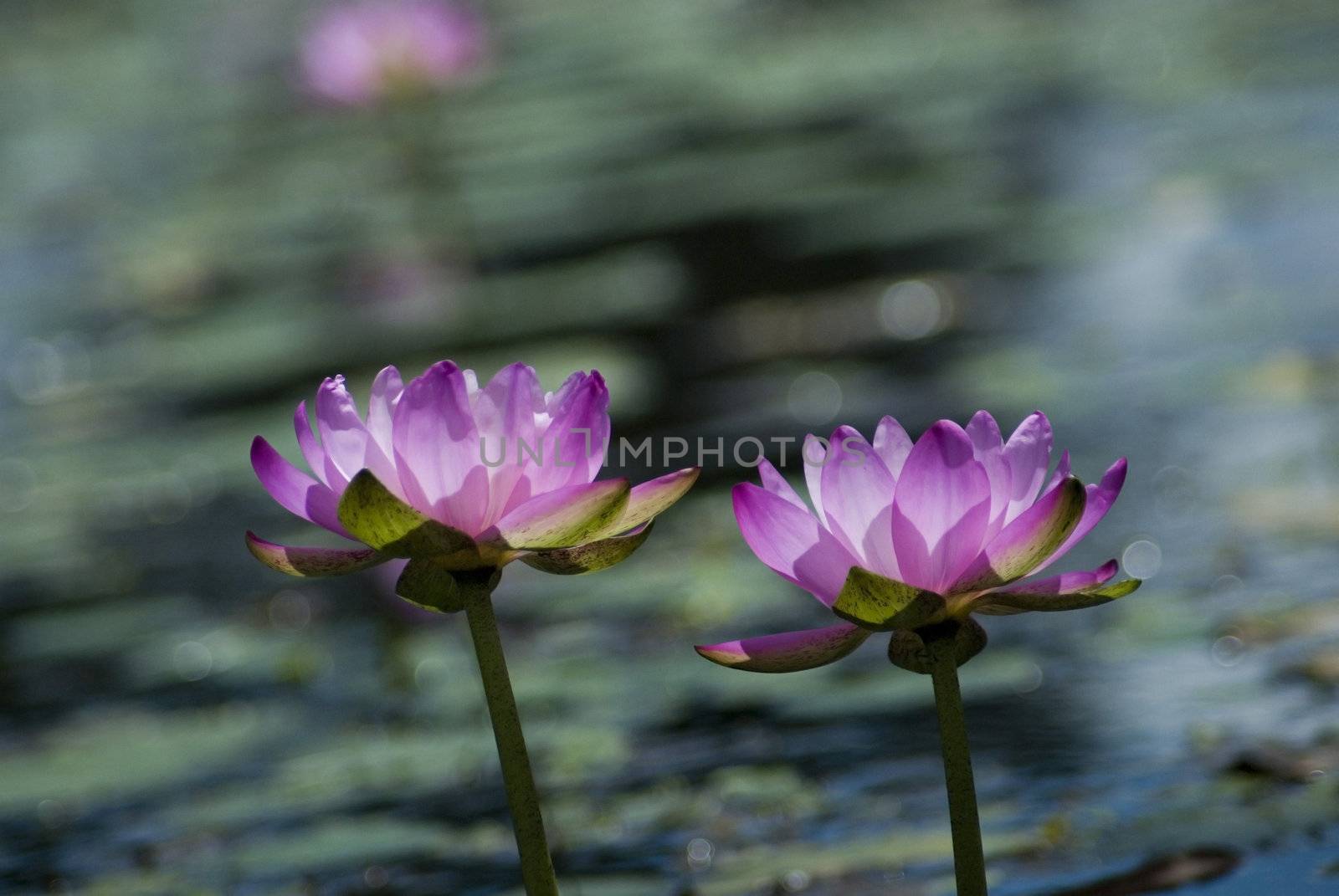 a pond full of pink water lillies in rural australia