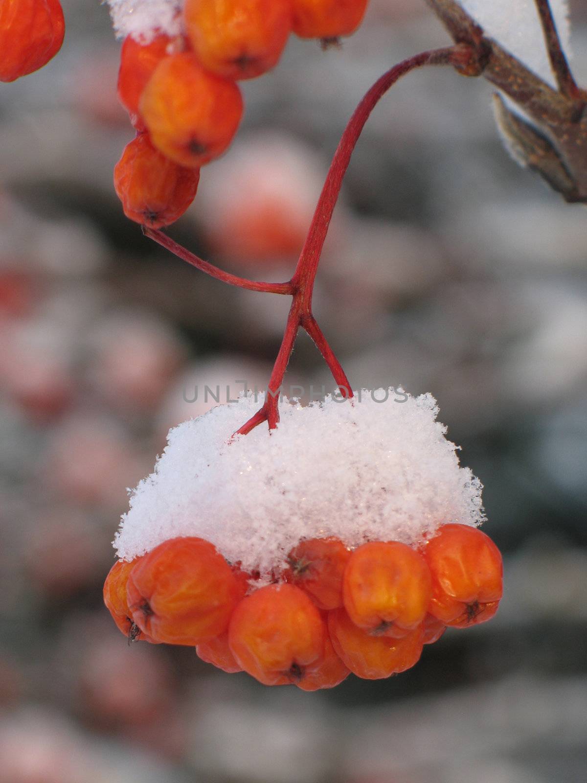 orange berries covered with snow by mmm