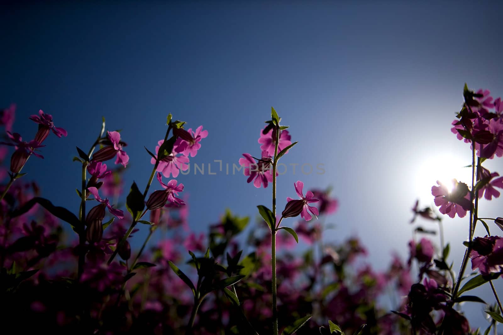 pink flowers agains the sun - vigneting is intencional for mood purposes