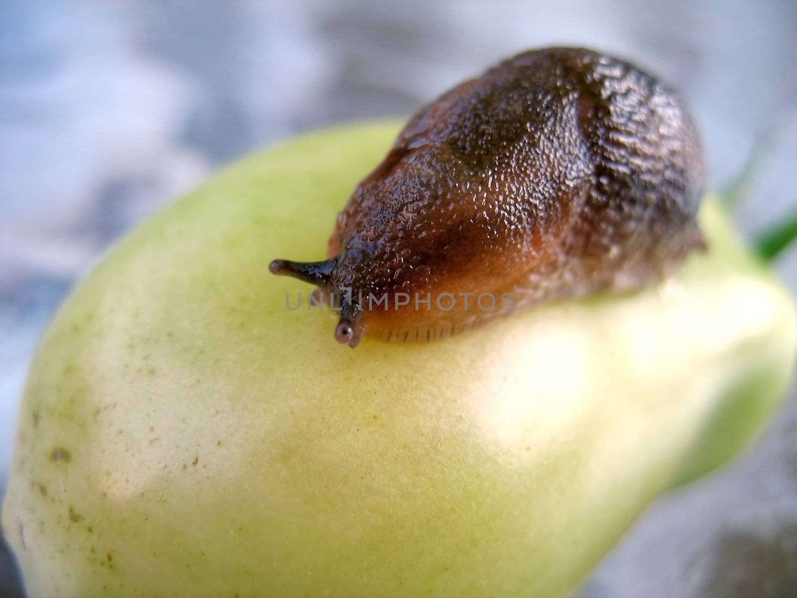 A closeup of a slug on a fresh garden tomato.  These are the little guys that love to eat your vegetables even before you can.  Shallow depth of field.